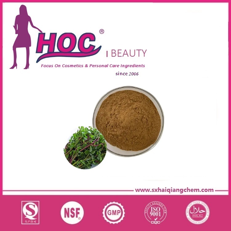 马齿笕提取 Purslane Extract